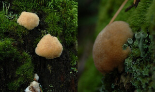 Mushrooms occurring in Europe - Postia ptychogaster