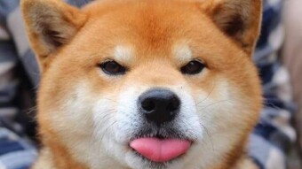 After SHIB, Shiba Inu launches a new crypto Doge Killer (LEASH) !
