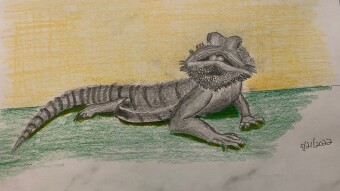 Bearded Dragon