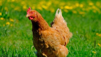 Lab-Grown Chicken Meat Approved for Sale in Singapore