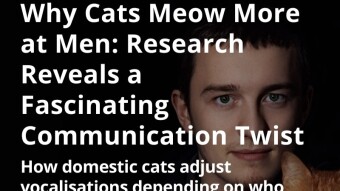 Why Cats Meow More at Men: Research Reveals a Fascinating Communication Twist