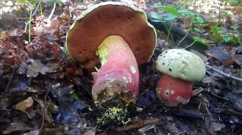 Rubroboletus satana - devil in the forest