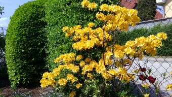 Flowers in my garden through May
