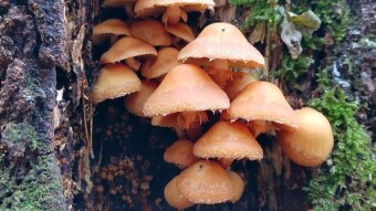 Late autumn mushrooms - Kuehneromyces from the forest to the kitchen - but not for everyone!