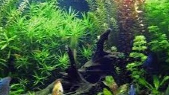 Inside JaiChai's Head: Why spare fish tanks?