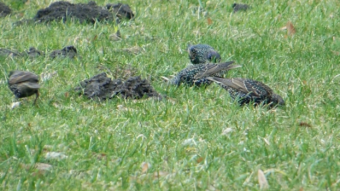 Symbiosis of starlings and moles