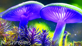 Mushrooms occurring in Europe - Boletus luridus