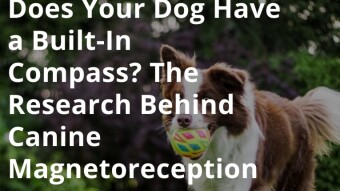 Does Your Dog Have a Built-In Compass? The Research Behind Canine Magnetoreception