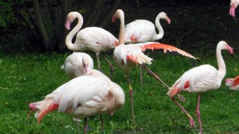 Last days on the catwalk - Flamingos in the Silesian Zoo