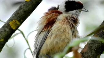 European penduline tit, little bird, great builder