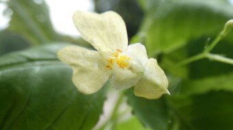 Invasive and very impatient plant in European forests - Small balsam, or small-flowered touch-me-not