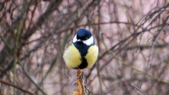 Today the tit played the first fiddle - My Actifit Report Card: March 13 2023