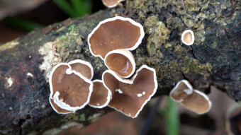 Little-known arboreal fungus - Schizophyllum amplum