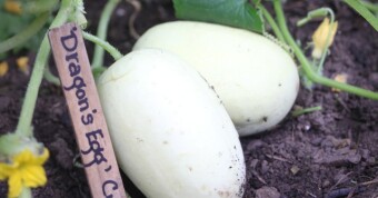 Dragon Eggs and White Scalloped Squash