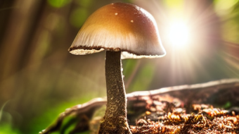 Psathyrella candolleana - one of the first spring mushrooms and fun with artificial intelligence