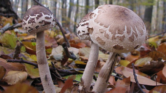Mushrooms occurring in Europe - Macrolepiota konradii