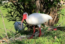 White Ibis (Eudocimus albus)