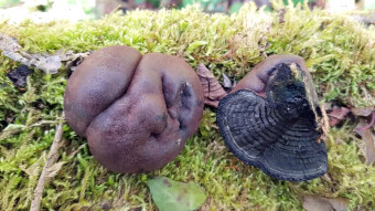 King Alfred's cake - a very interesting arboreal mushroom