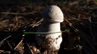 You can really make a mistake, but not poison yourself - the silver toadstool, the cone-shaped toadstool and the parasol mushrooms