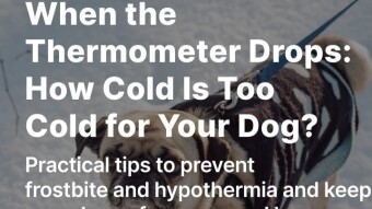 When the Thermometer Drops: How Cold Is Too Cold for Your Dog?
