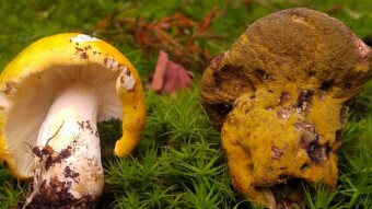 Cannibal mushroom - Green mushroom (Hypomyces luteovirens, viridis)