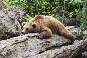 Overcoming Laziness