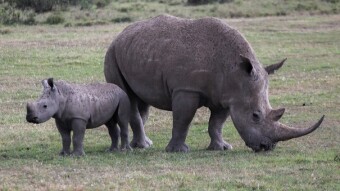 The Rhinos Of Ol Pajeta Conservancy, Kenya