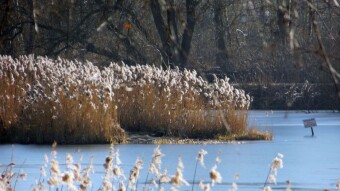 Early spring and the first observations of still dormant nature