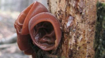 Mushrooms occurring in Europe - Auricularia auricula-judae