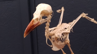 “Skelotoland” - The Fantastic World of Skeletons.