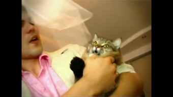 Didn't like the kiss (Wedding, Cat, Humor)