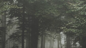 Sanarnos para sanar al medio ambiente.