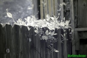 Ultraviolet and Infrared Photography - Jasmine vines growing through fence