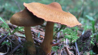 Mushrooms occurring in Europe - Cortinarius semisanguineus