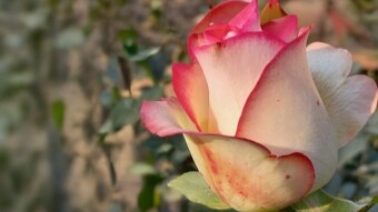 Rose Flower Photography.
