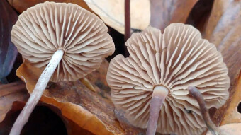 Autumn mushroom with a garlic smell - Mycetinis prasiosmus