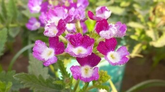 Beautiful flower photography
