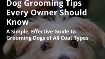 Dog Grooming Tips Every Owner Should Know