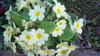 The Primroses surprise: how Nature jokes with colours