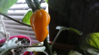 A destructive collection of hot pepper pastes and yellow Habanero peppers from my home cultivation