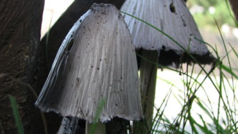 Mushrooms occurring in Europe - Coprinopsis atramentaria