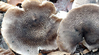 Little known edible mushrooms - Dark-scaled knight