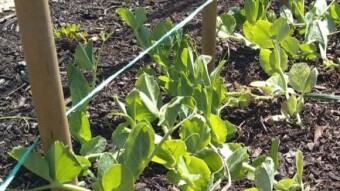 Our Vegetable Plots #1