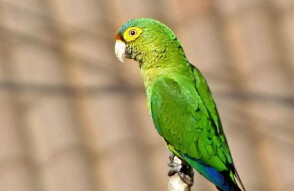 Orange-Fronted Conure - Central Mexico Pacific Coast