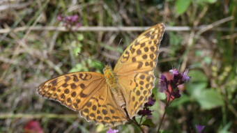 Argynnis paphia - beautiful butterflies on Jurassic meadows