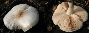 Mushrooms occurring in Europe - Pluteus petasatus