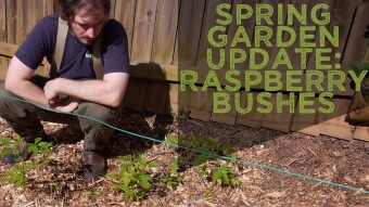 Spring Garden Update: Raspberry Bushes