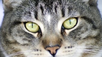 10 Important Life Lessons That Cats Can Teach Us