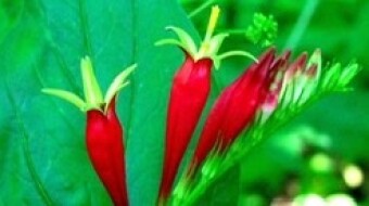 Indian Pink , Pink Root (Spigelia marilandica )