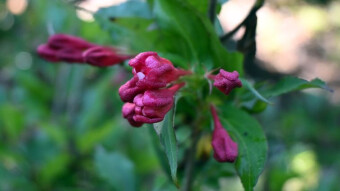 More beautiful and strange flowers in the park garden